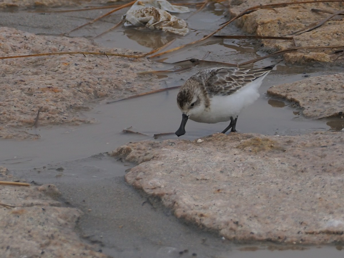 Spoon-billed Sandpiper - ML625281546