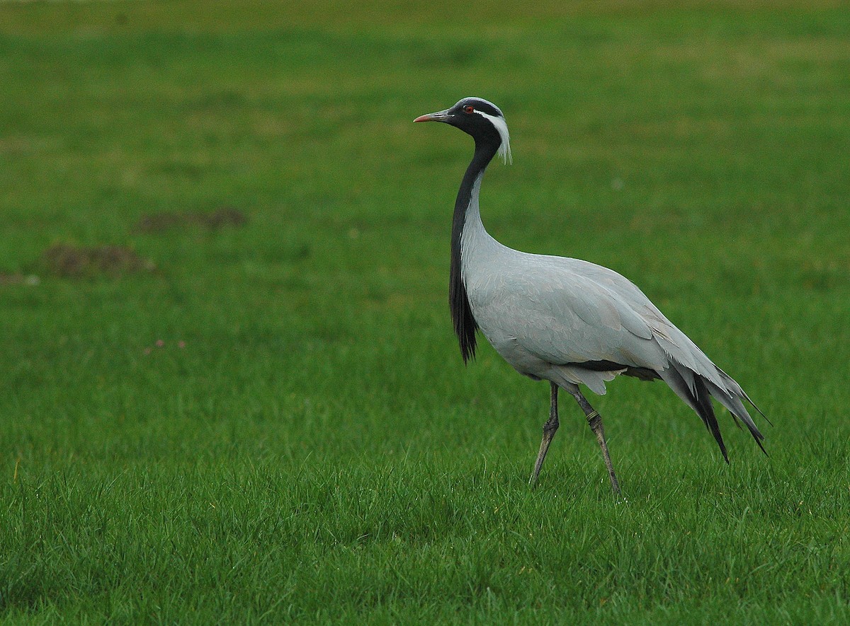 Demoiselle Crane - ML625281569