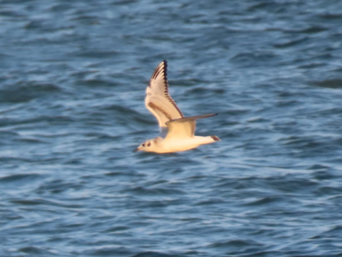 Bonaparte's Gull - ML625281650