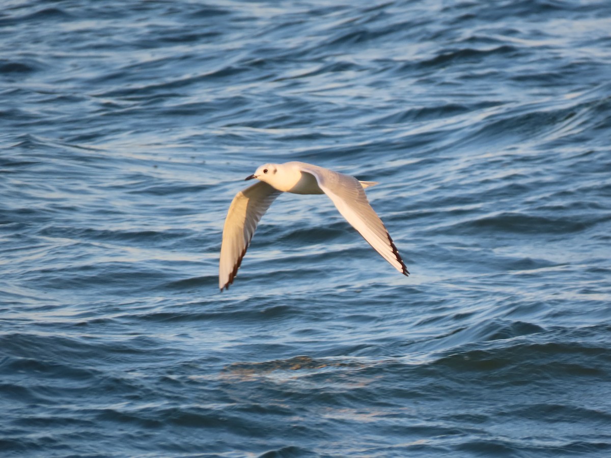 Bonaparte's Gull - ML625281651