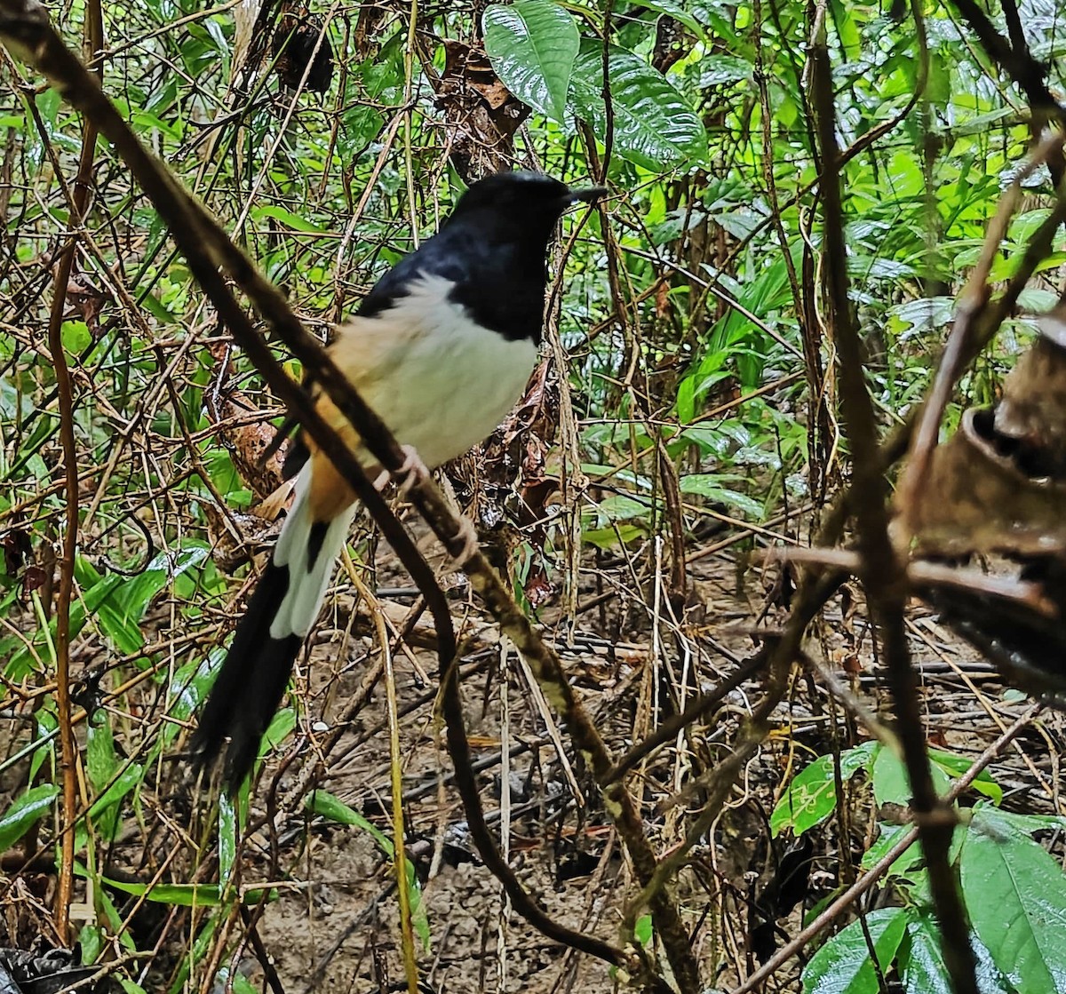 Andaman Shama - ML625281669