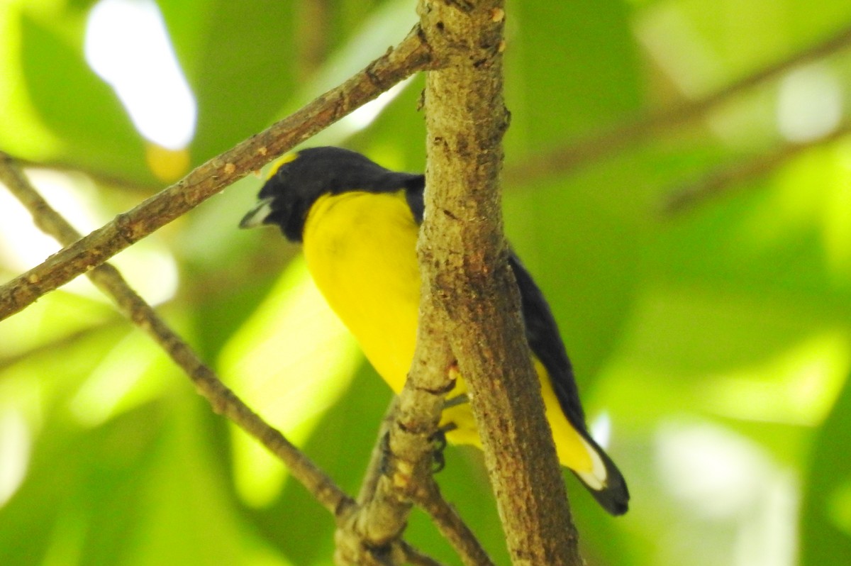 Scrub Euphonia - ML625281730