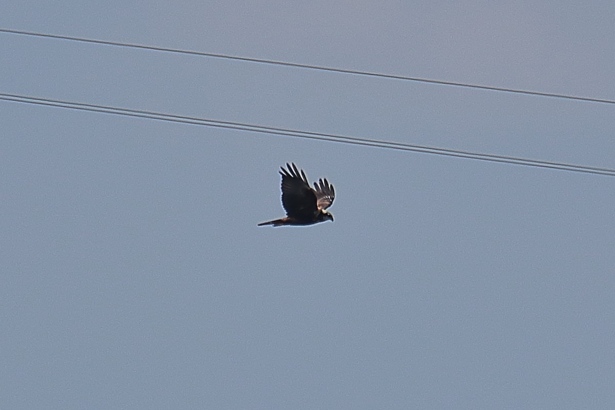 Western Marsh Harrier - ML625281815