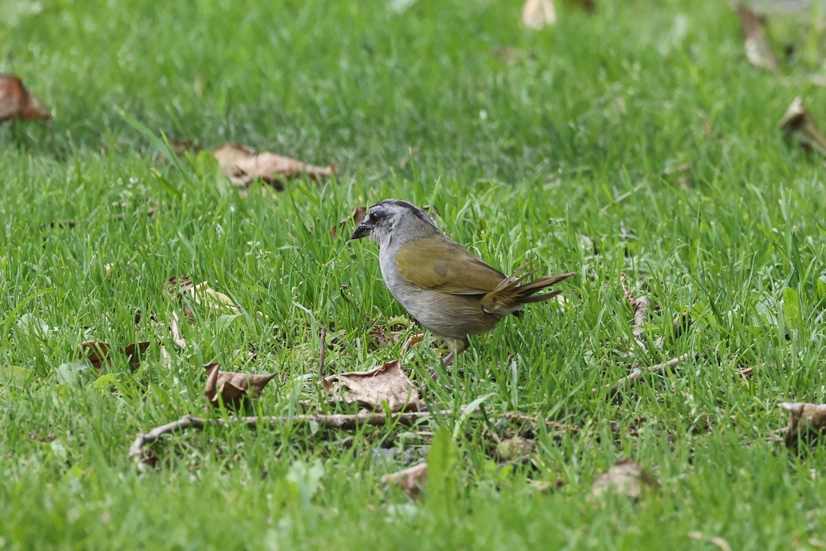 Black-striped Sparrow - ML625281844