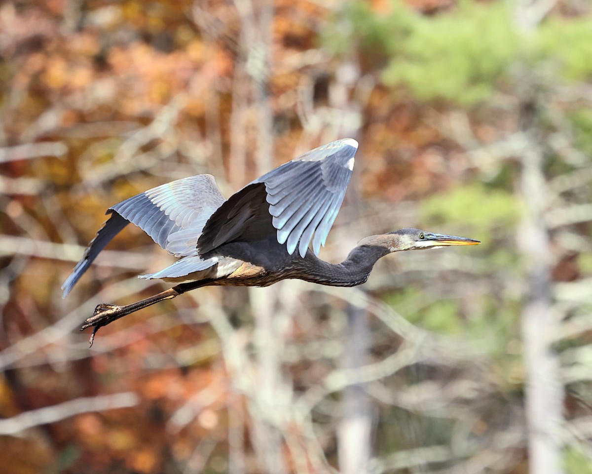 Great Blue Heron - ML625281867