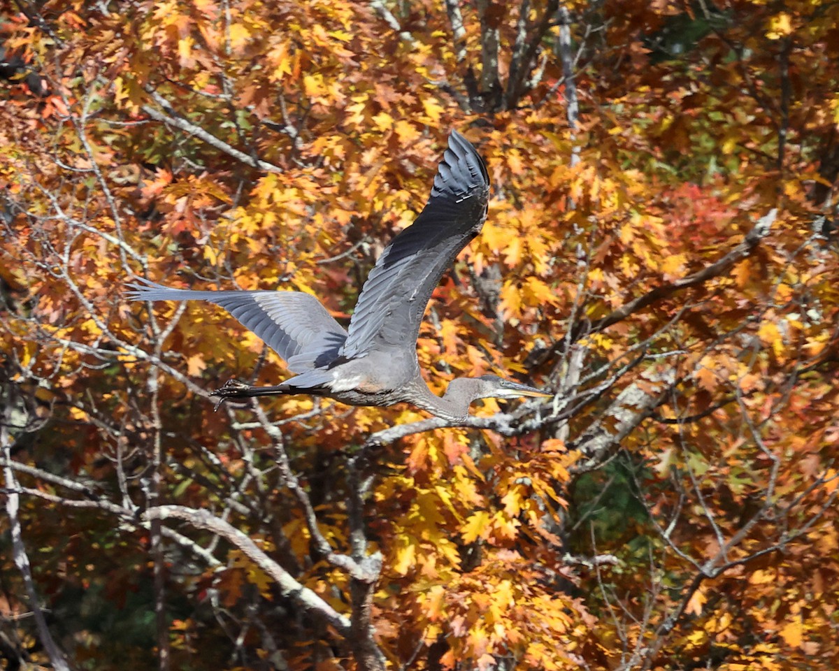 Great Blue Heron - ML625281868