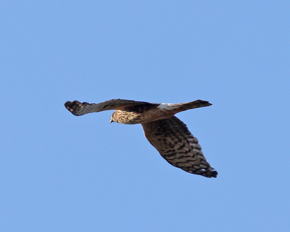 Northern Harrier - ML625281871