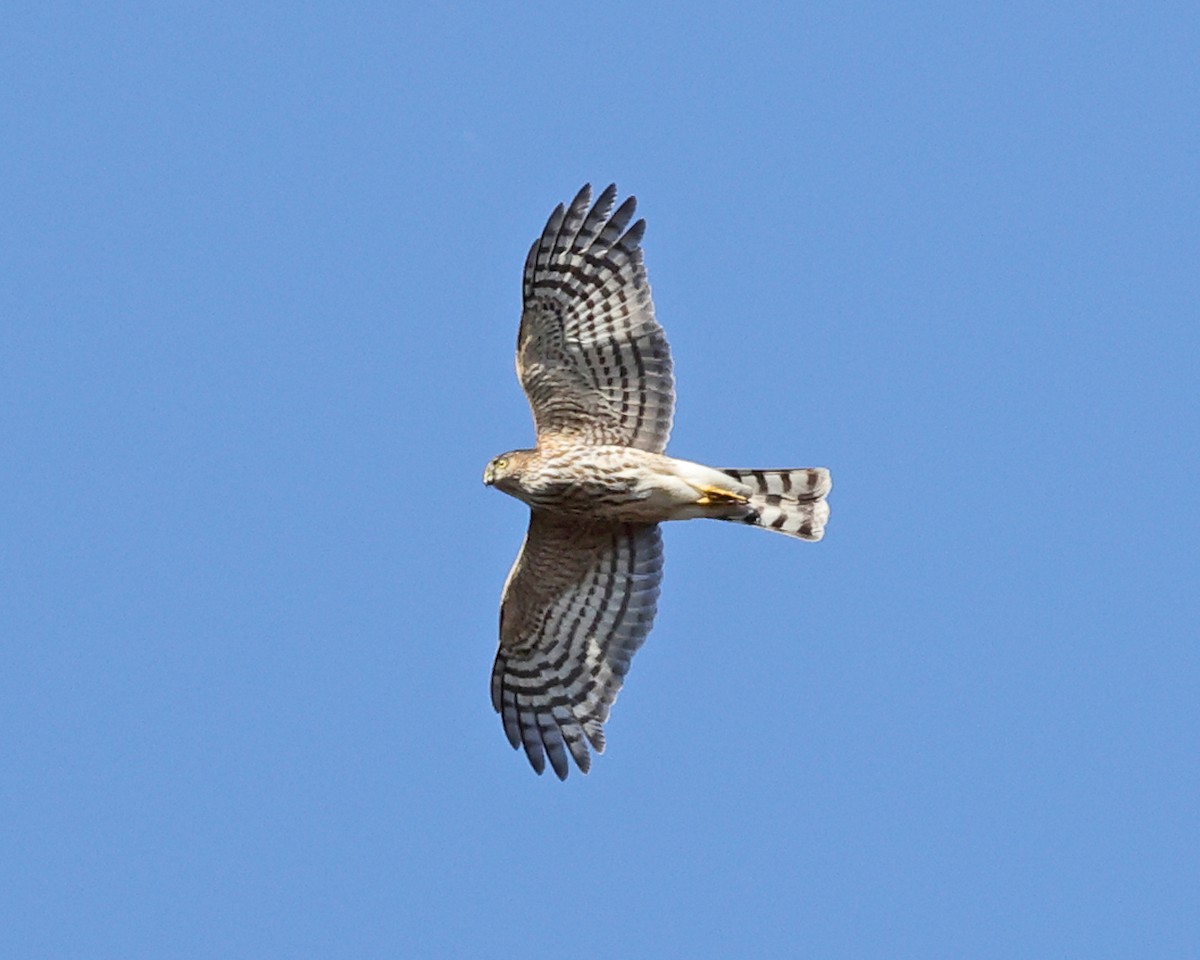 Sharp-shinned Hawk - ML625281880