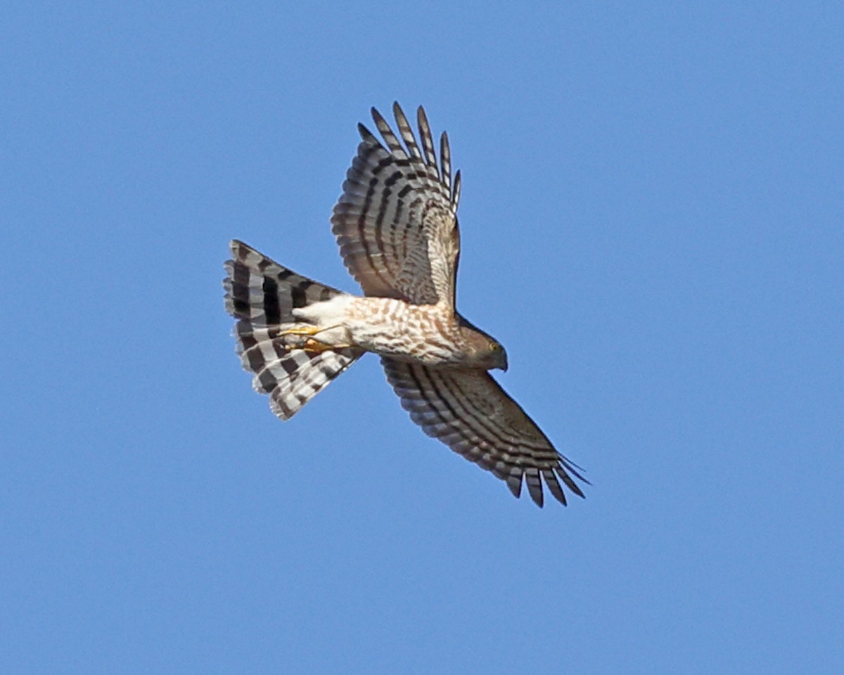 Sharp-shinned Hawk - ML625281883