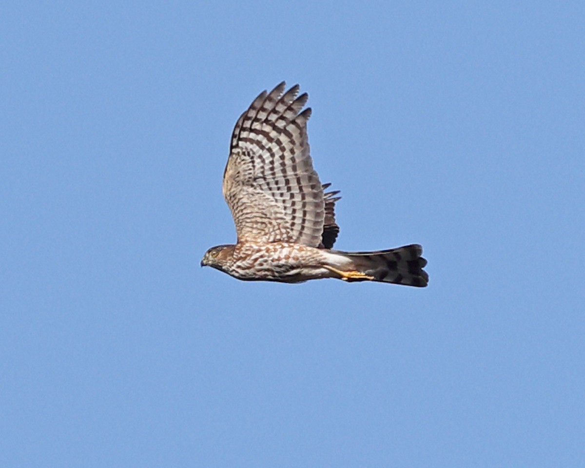 Sharp-shinned Hawk - ML625281884