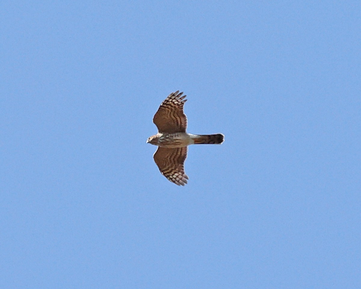 Sharp-shinned Hawk - ML625281887