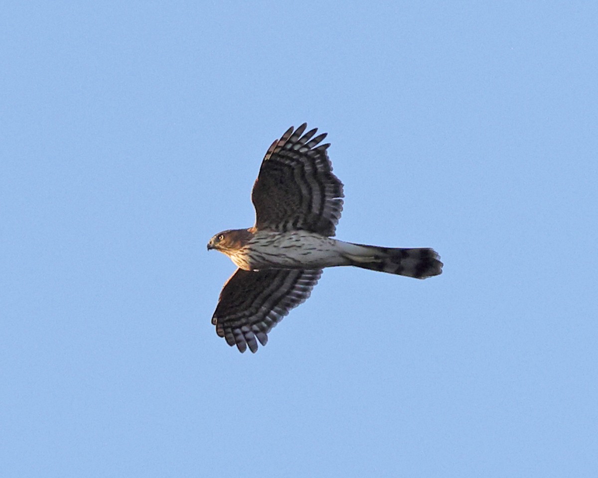 Cooper's Hawk - ML625281892