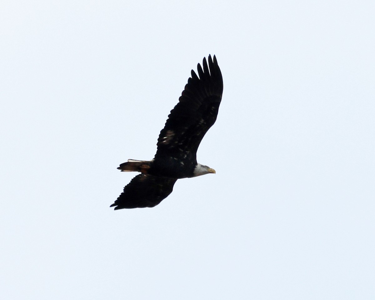 Bald Eagle - ML625281894