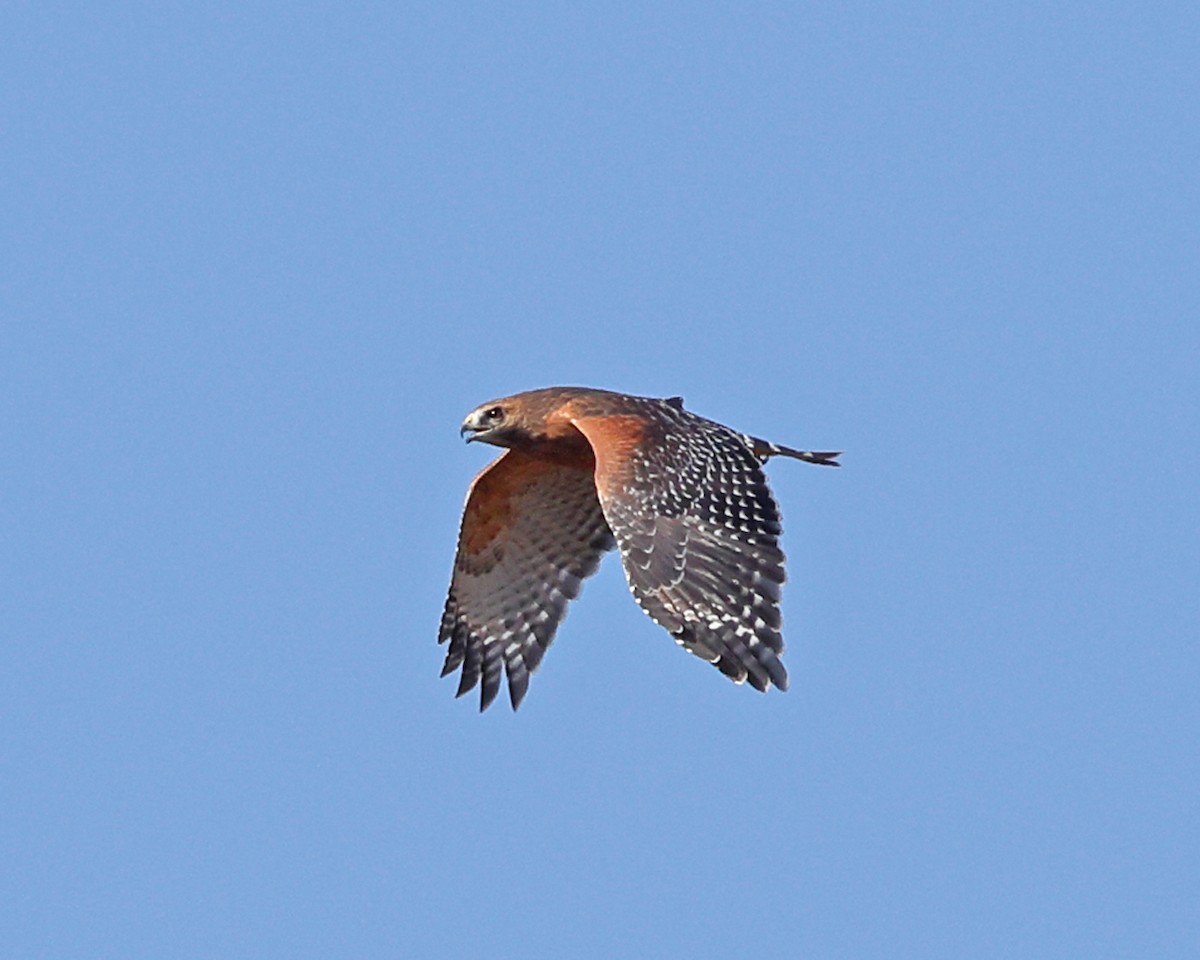 Red-shouldered Hawk - ML625281898