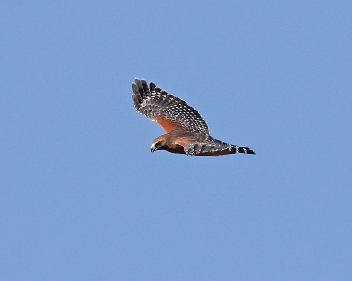 Red-shouldered Hawk - ML625281900