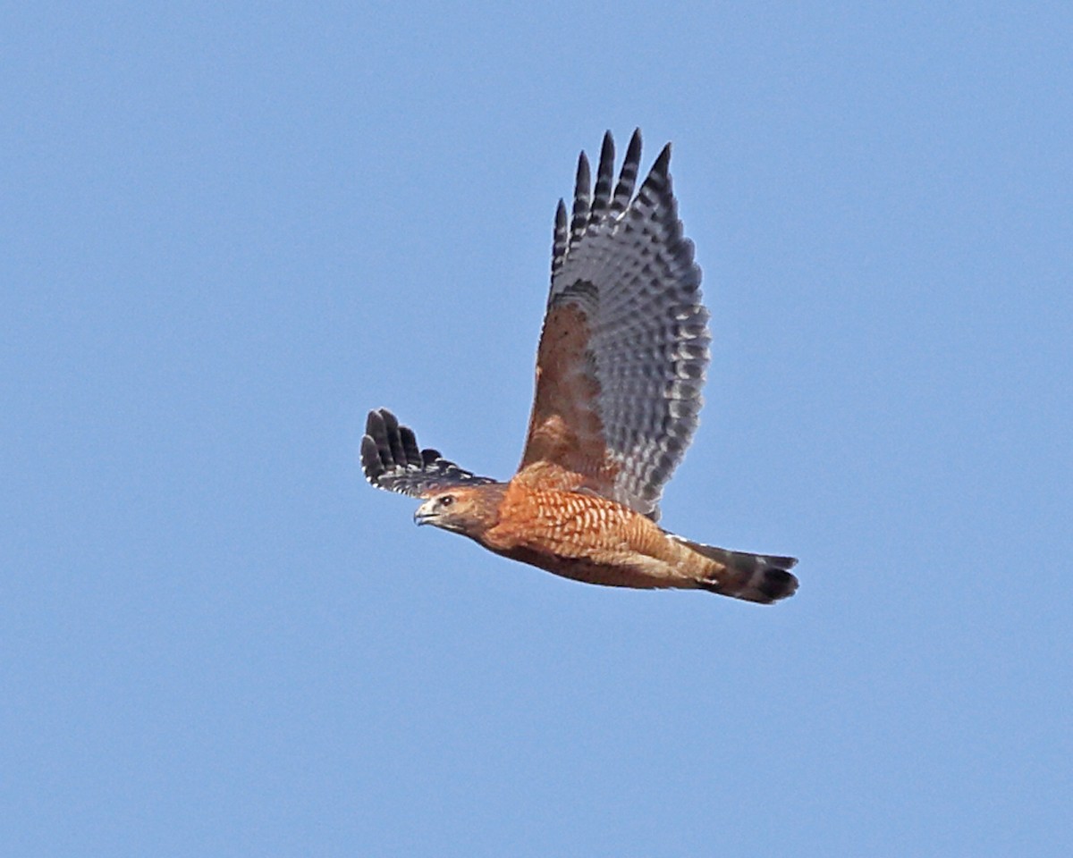 Red-shouldered Hawk - ML625281902