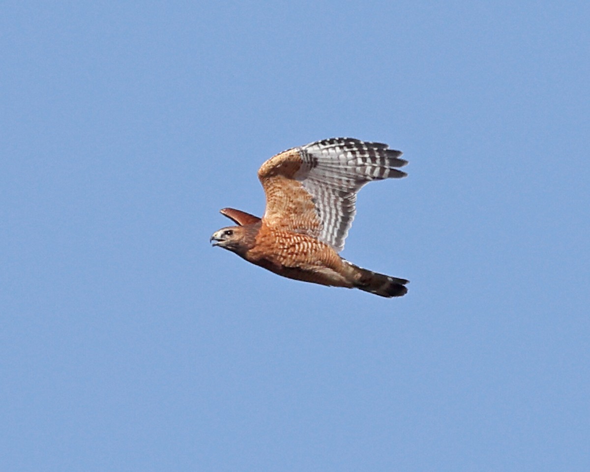 Red-shouldered Hawk - ML625281910