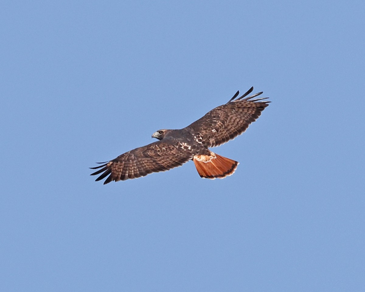 Red-tailed Hawk - ML625281917