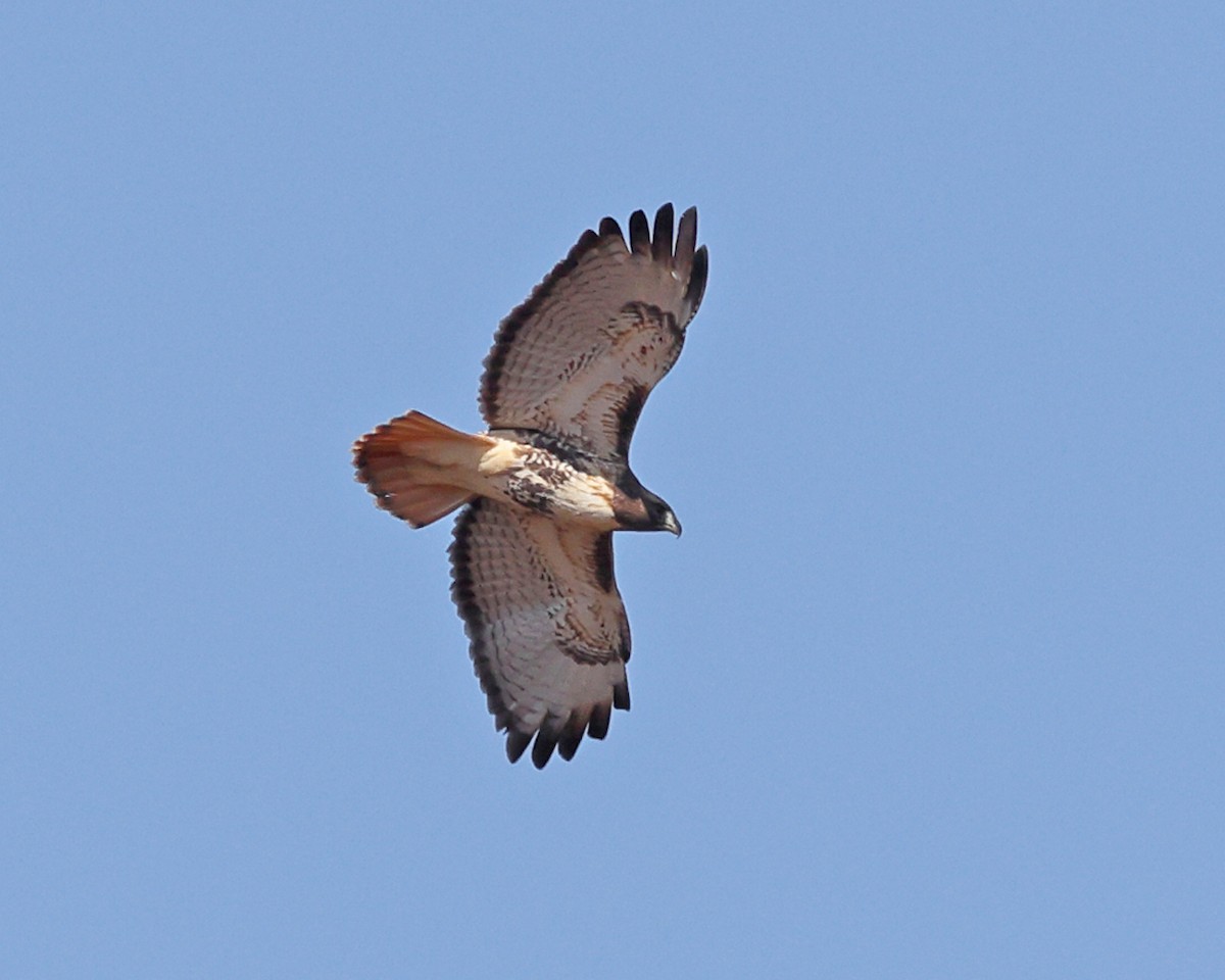 Red-tailed Hawk - ML625281918