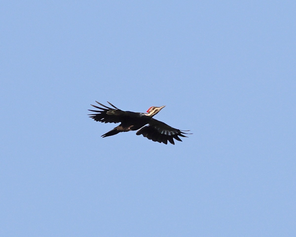 Pileated Woodpecker - ML625281921