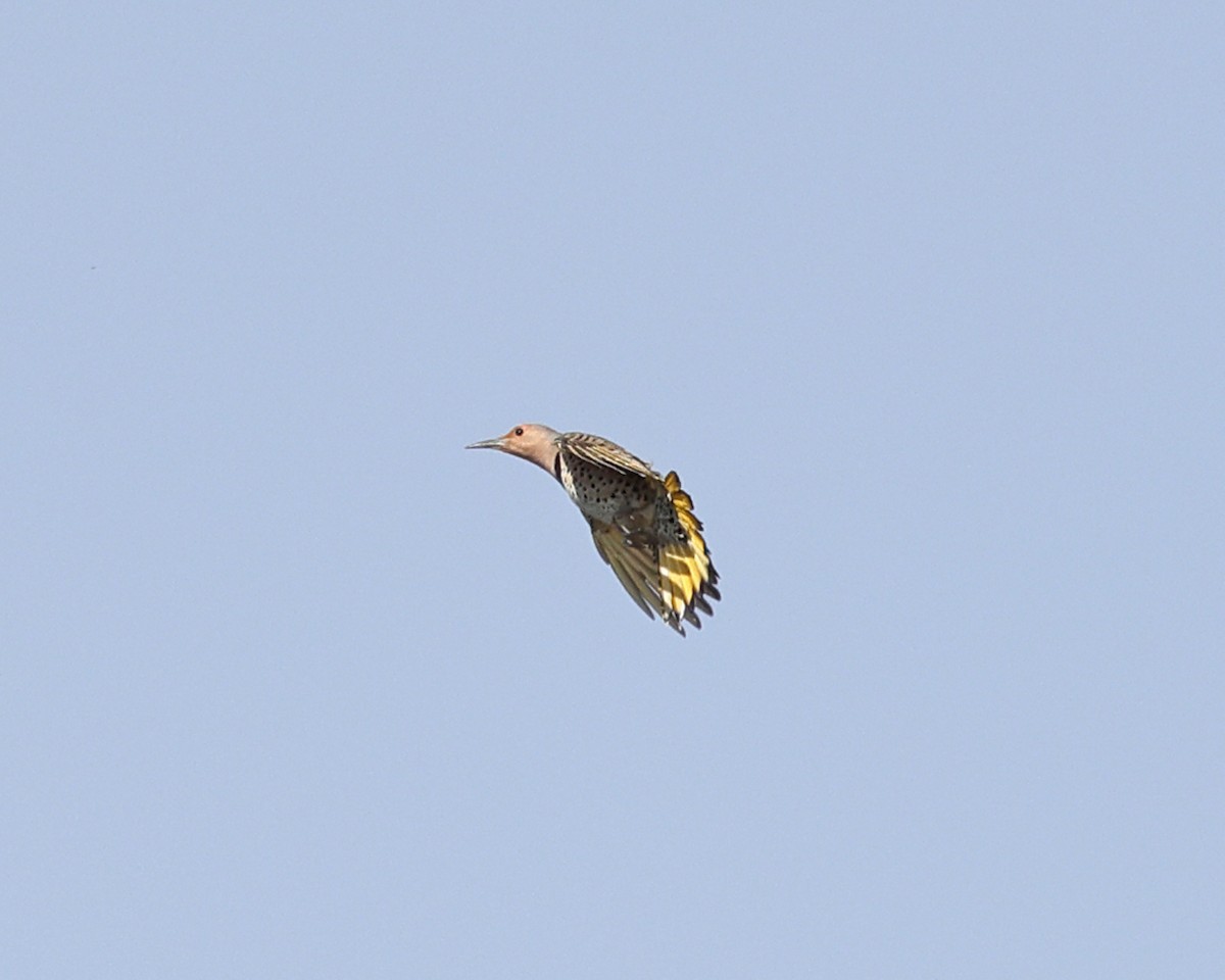 Northern Flicker (Yellow-shafted) - ML625281924