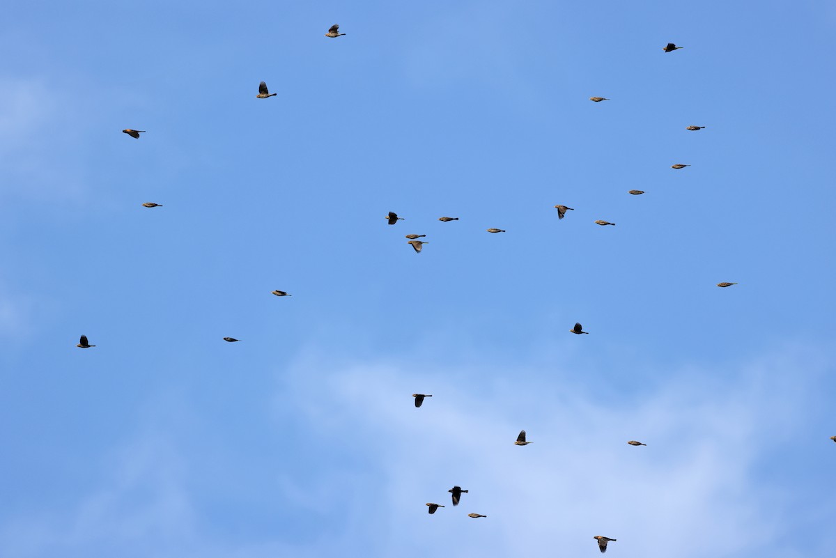 Red-winged Blackbird - ML625281938