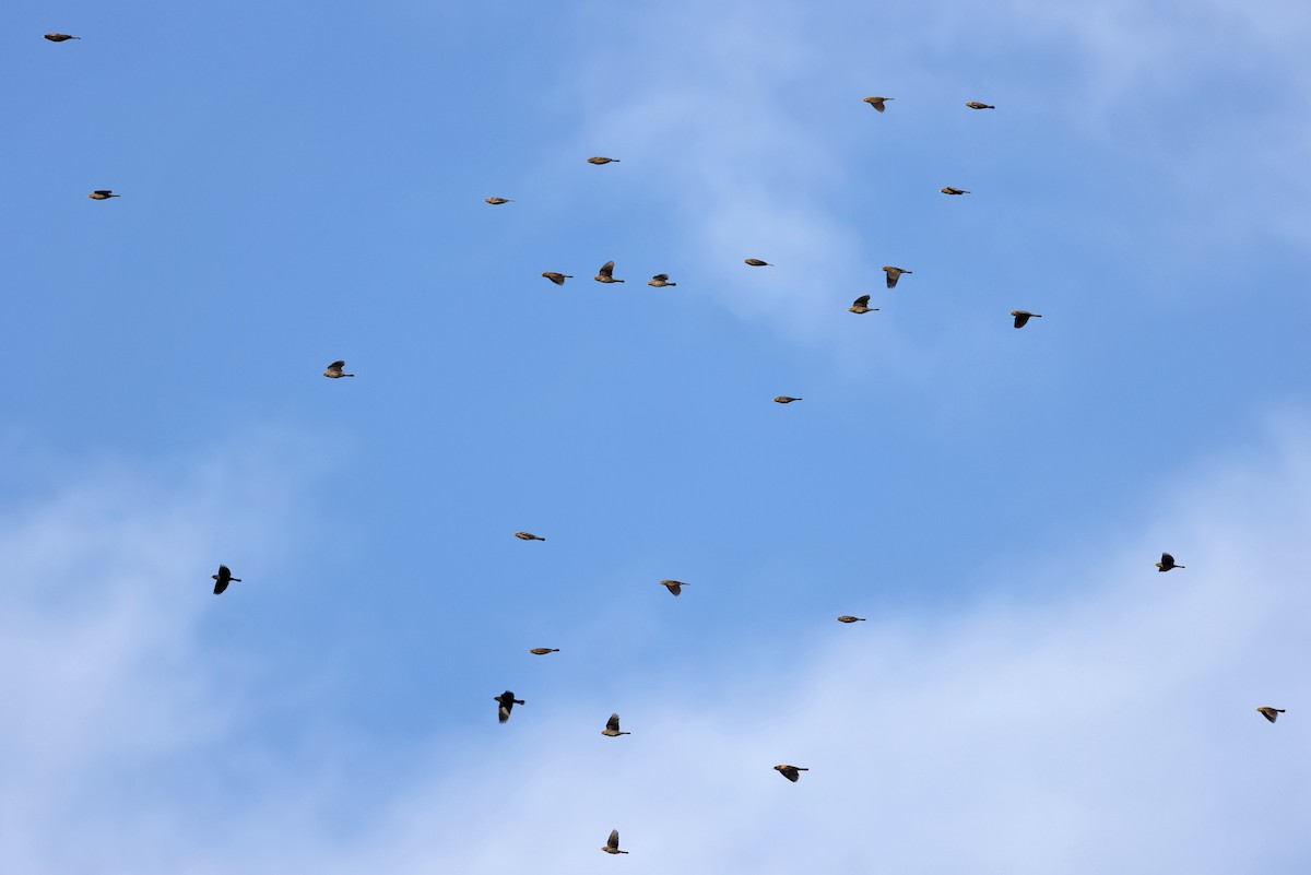 Red-winged Blackbird - ML625281939