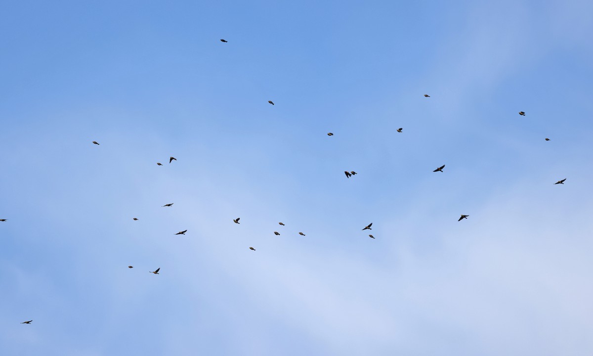 Red-winged Blackbird - ML625281941