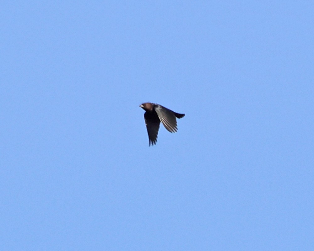 Brown-headed Cowbird - ML625281947