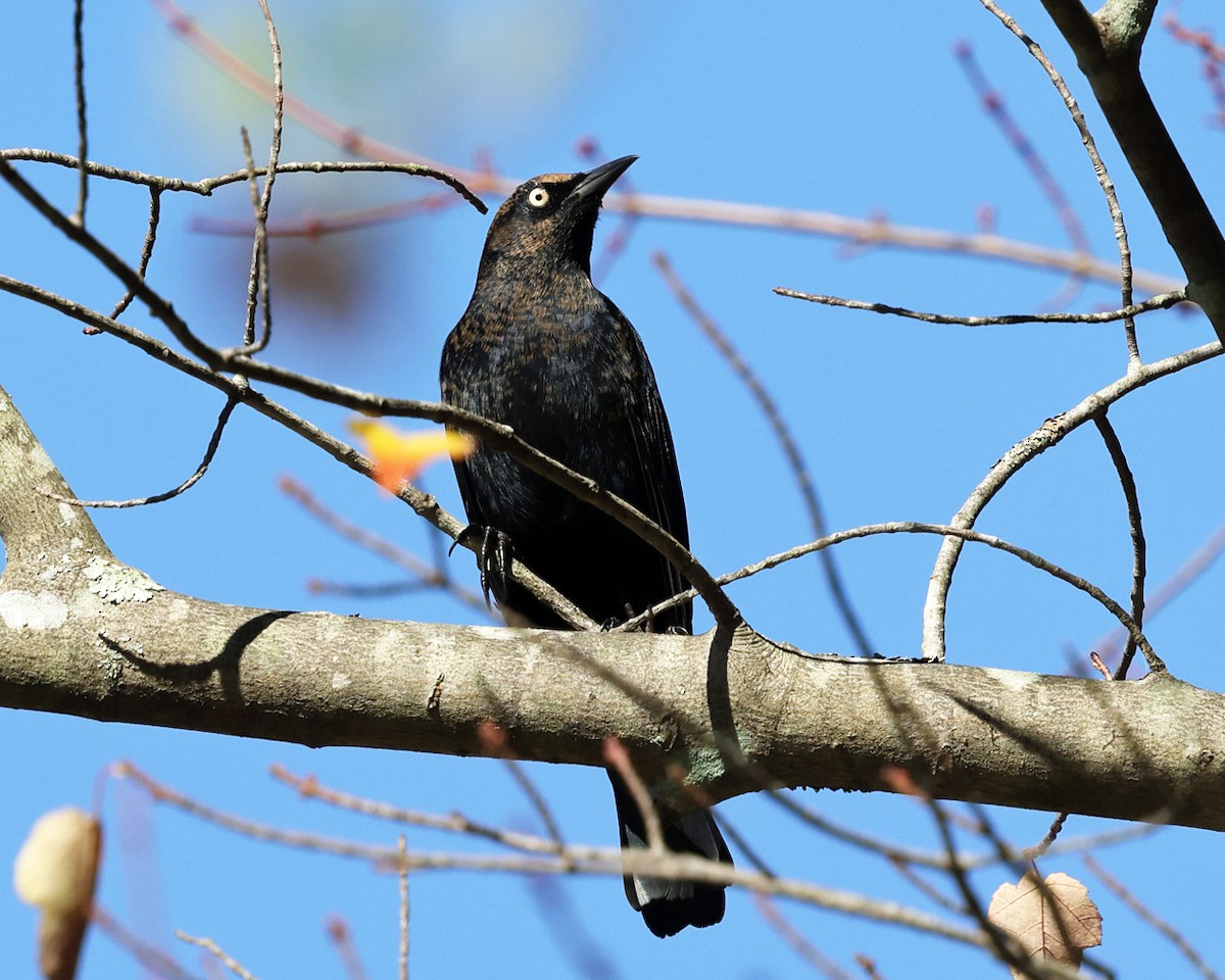 Rusty Blackbird - ML625281956