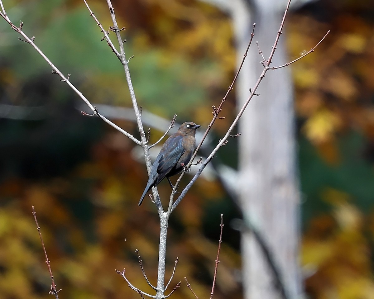 Rusty Blackbird - ML625281957