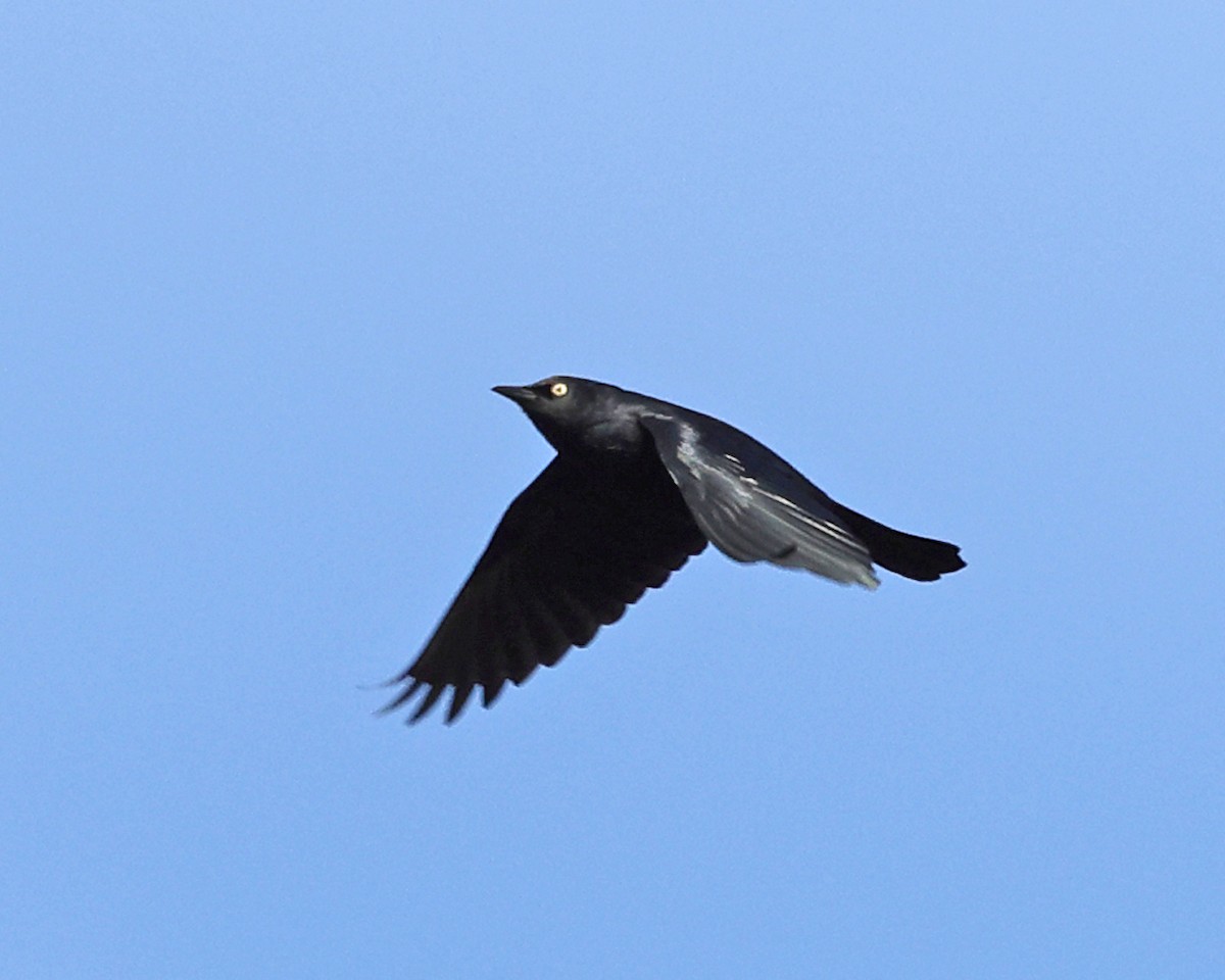 Rusty Blackbird - ML625281963