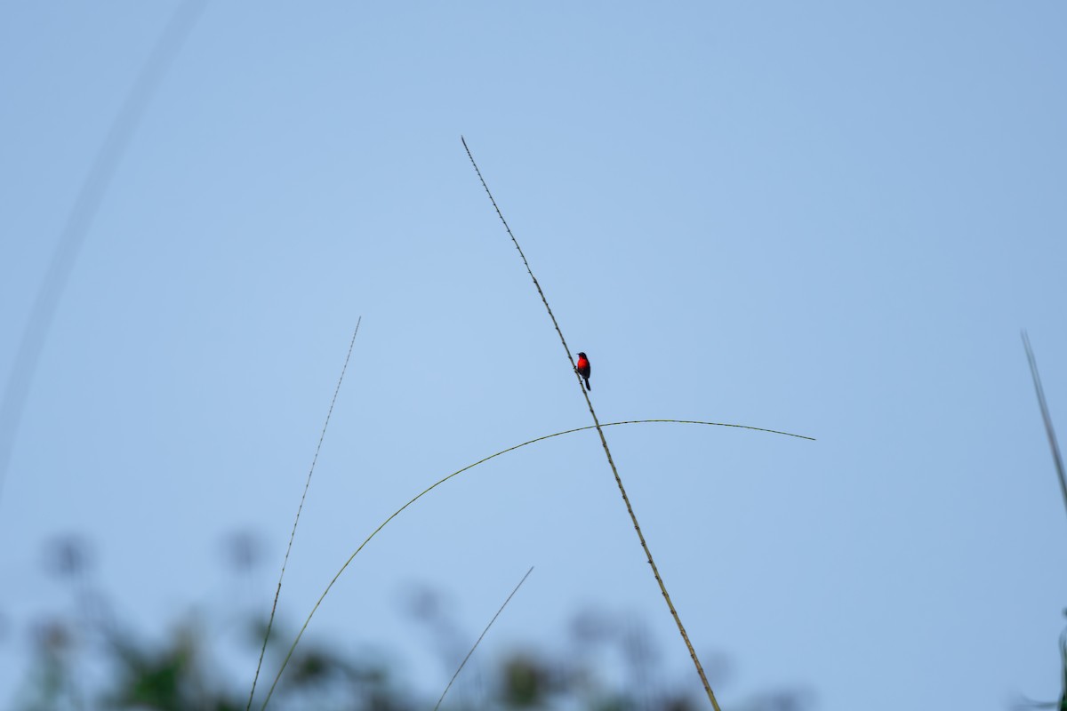 Karmesinnektarvogel - ML625281978