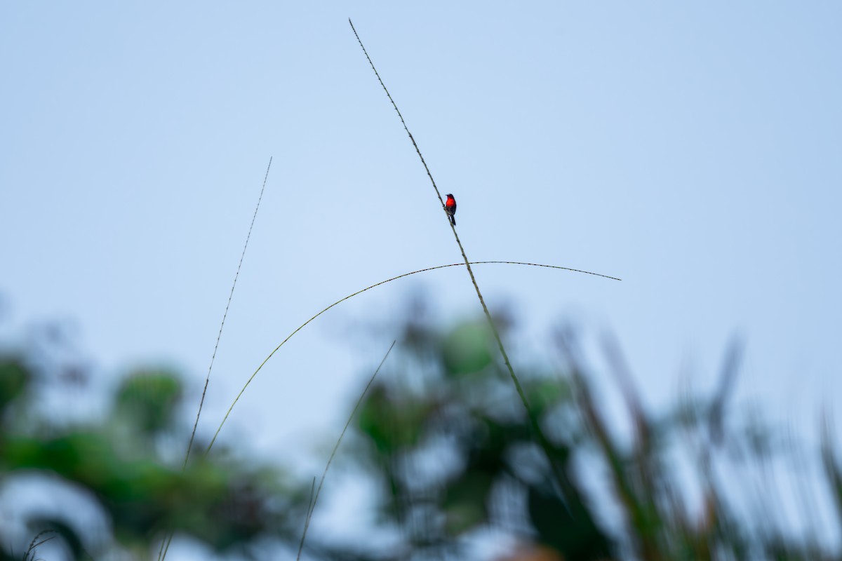 Karmesinnektarvogel - ML625281979