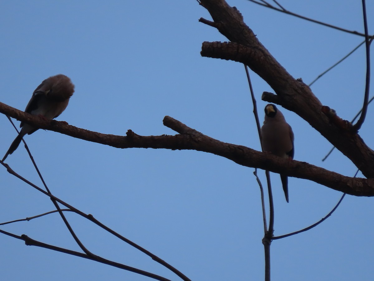 Masked Finch (Masked) - ML625282097