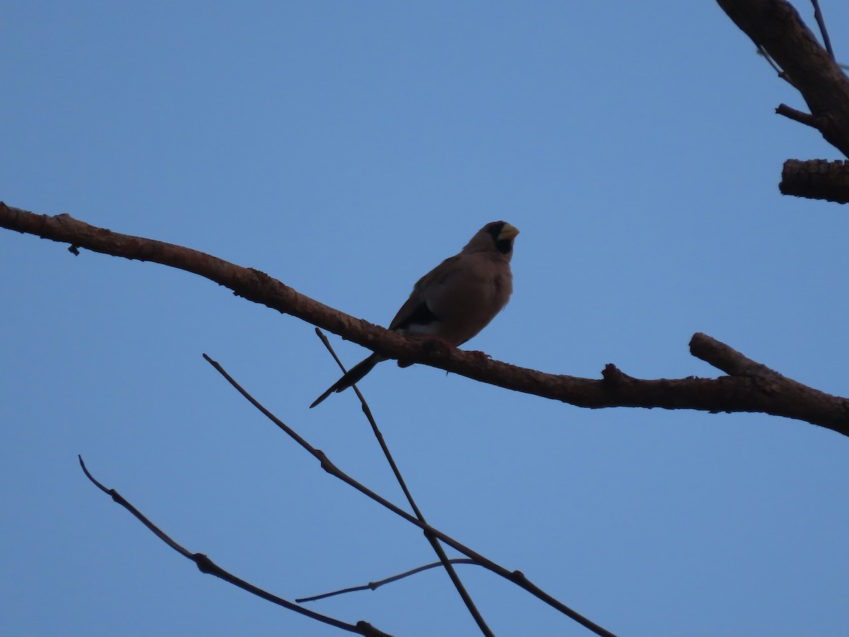 Masked Finch (Masked) - ML625282098