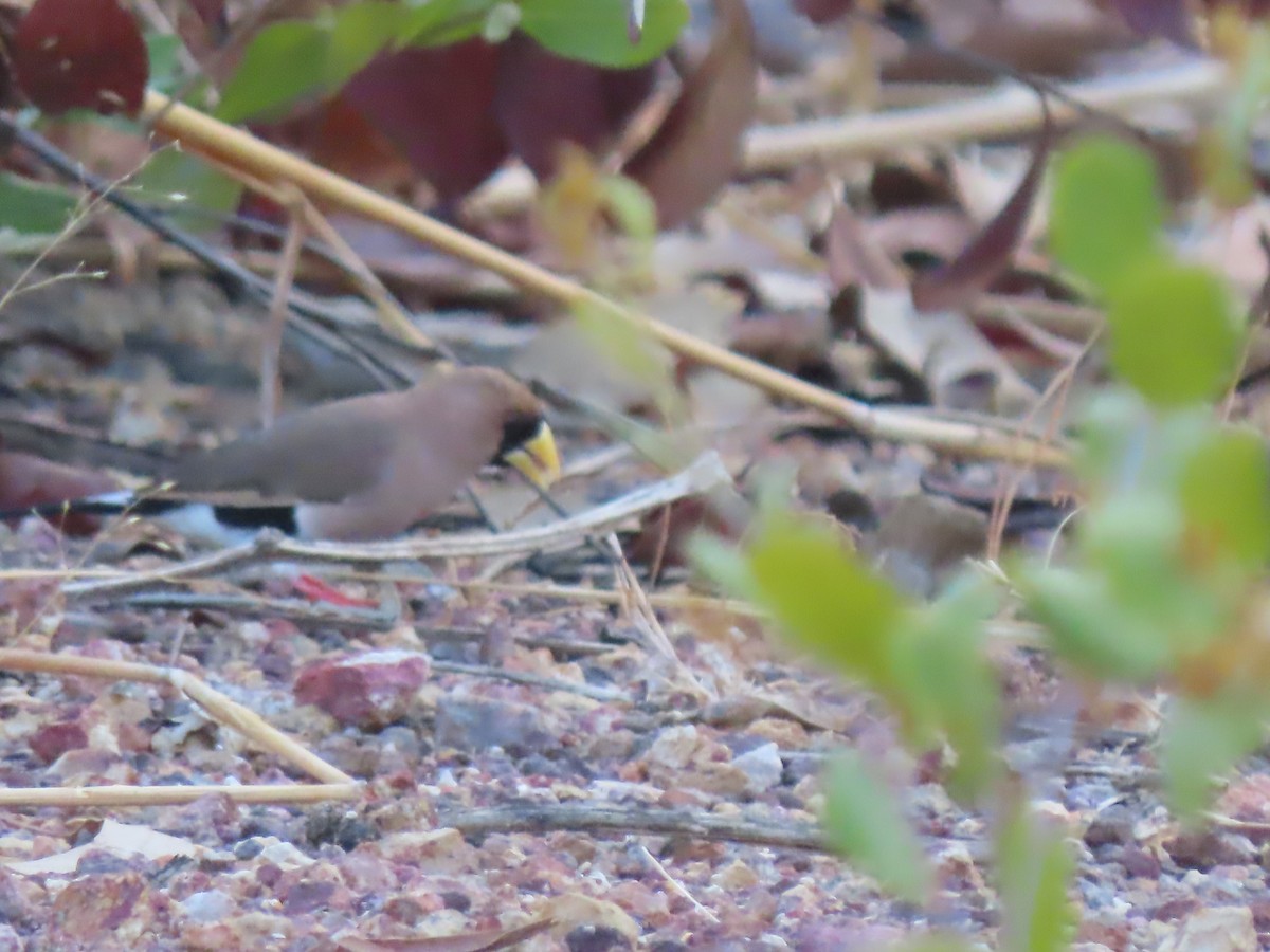 Masked Finch (Masked) - ML625282105