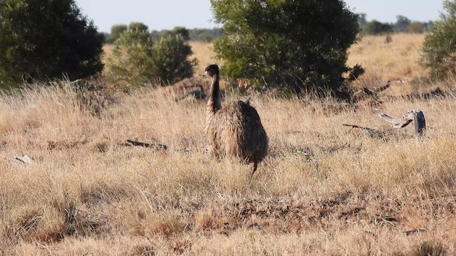 Emu - ML625282126