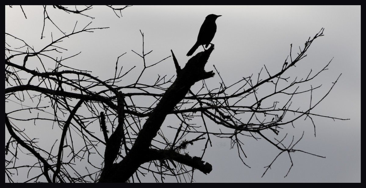 Gray Catbird - Will Laurie