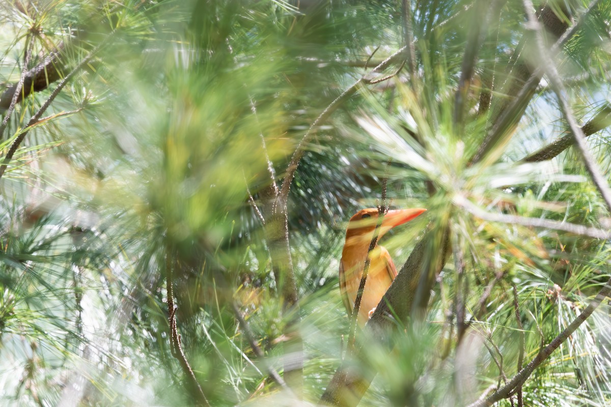 Ruddy Kingfisher - ML625282222