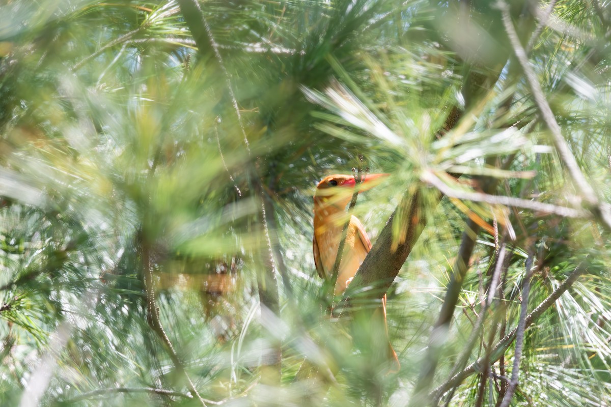 Ruddy Kingfisher - ML625282226