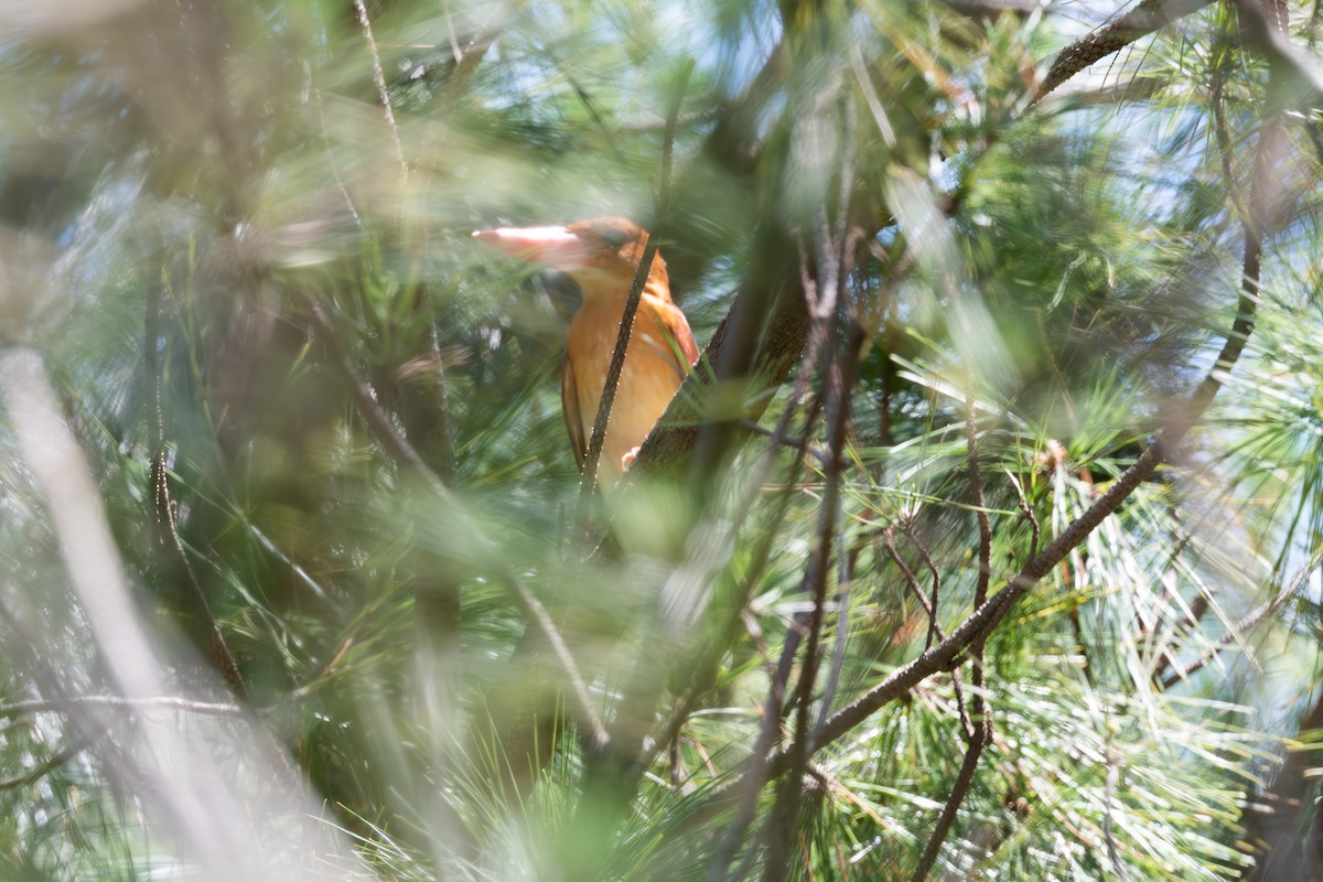 Ruddy Kingfisher - ML625282227