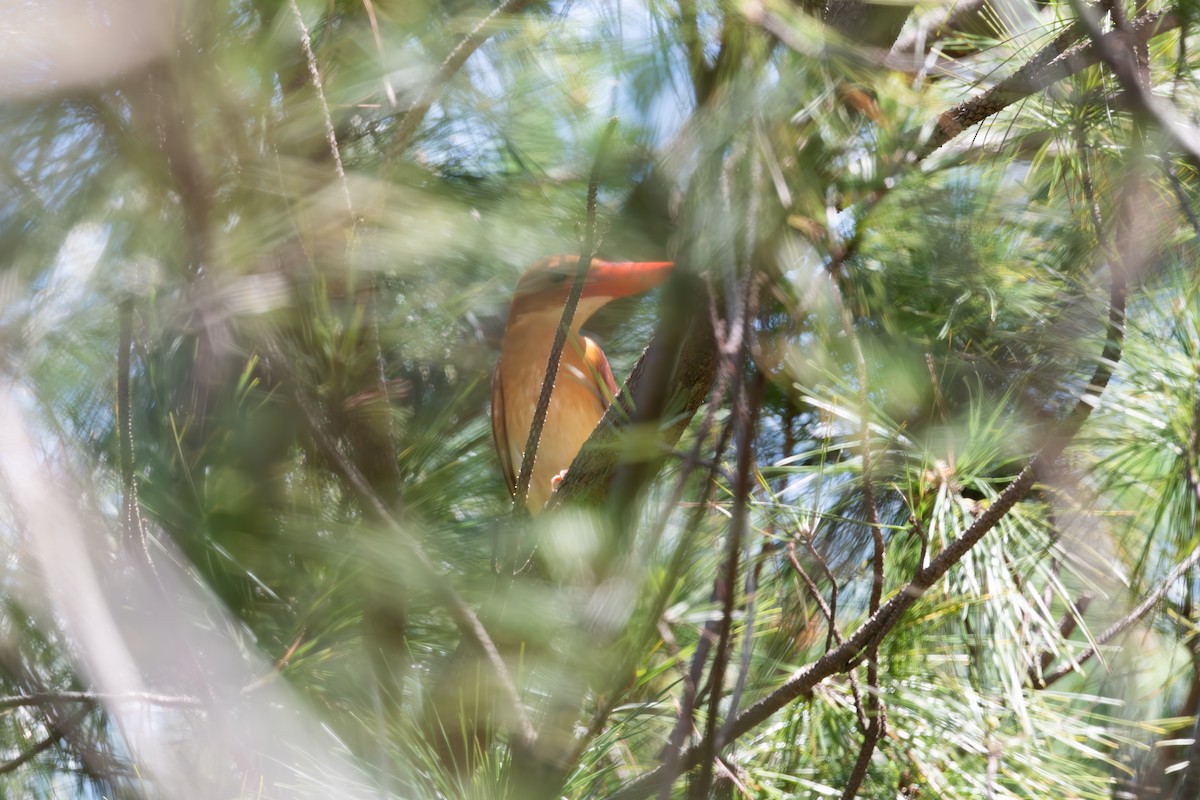 Ruddy Kingfisher - ML625282228