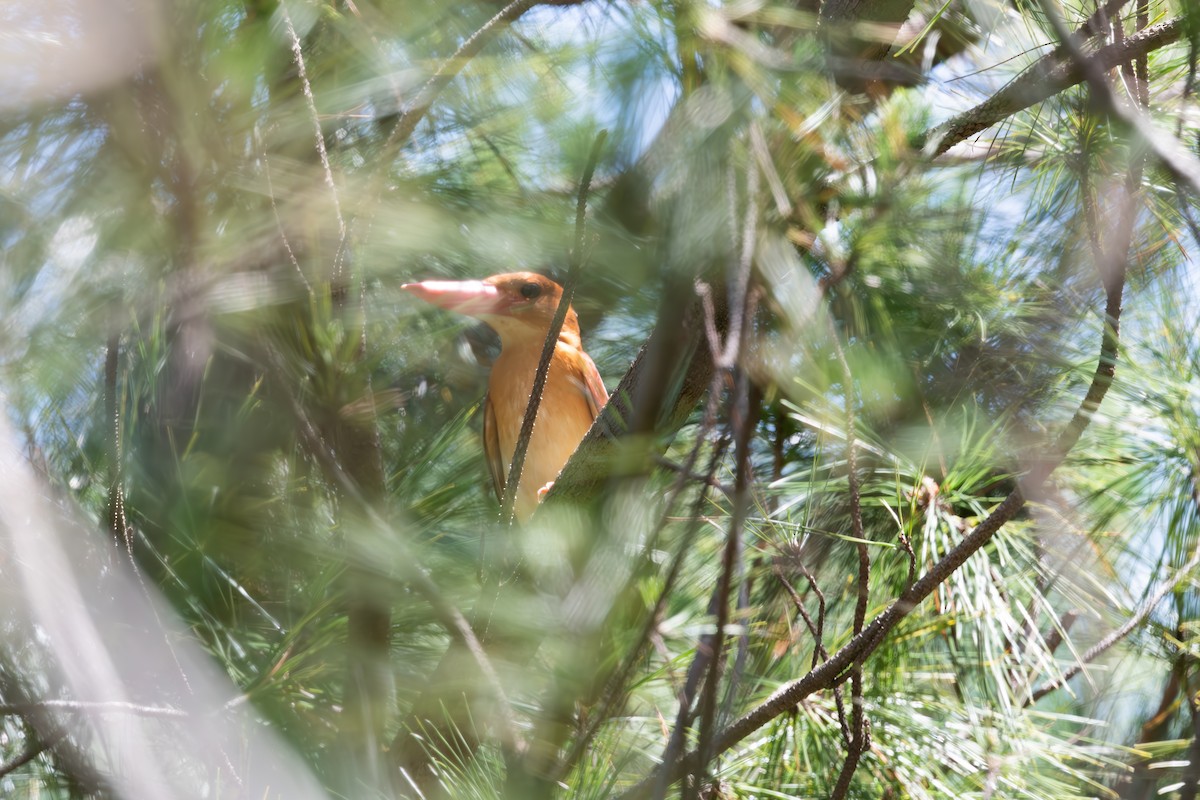 Ruddy Kingfisher - ML625282229