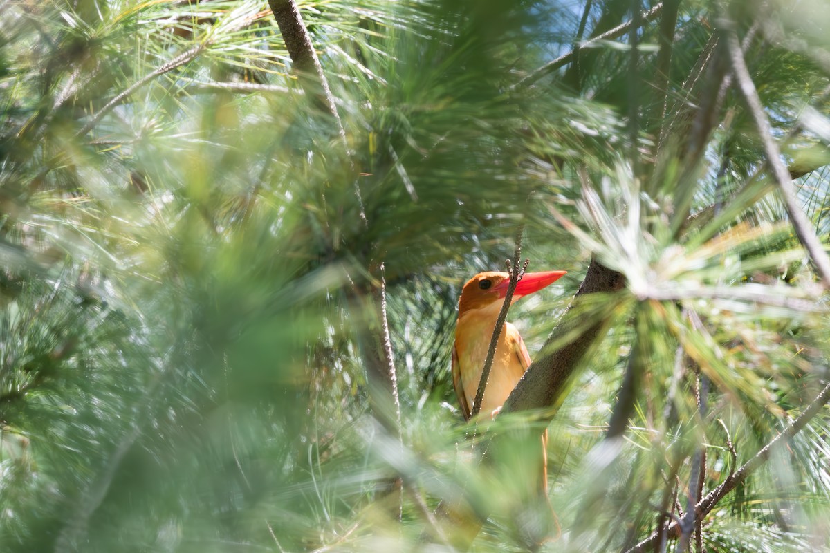 Ruddy Kingfisher - ML625282230