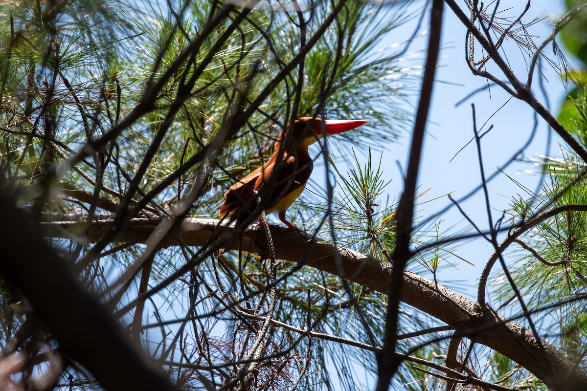 Ruddy Kingfisher - ML625282231