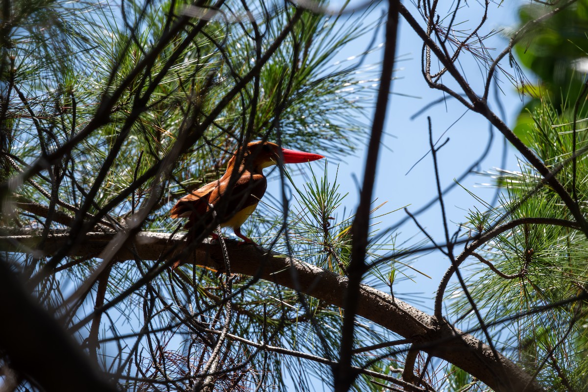 Ruddy Kingfisher - ML625282232