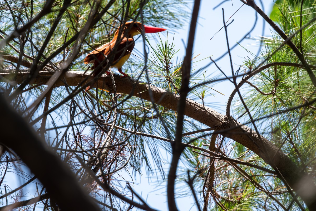 Ruddy Kingfisher - ML625282233