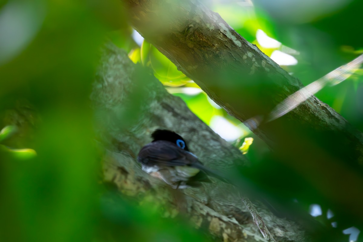 Black Paradise-Flycatcher - ML625282239