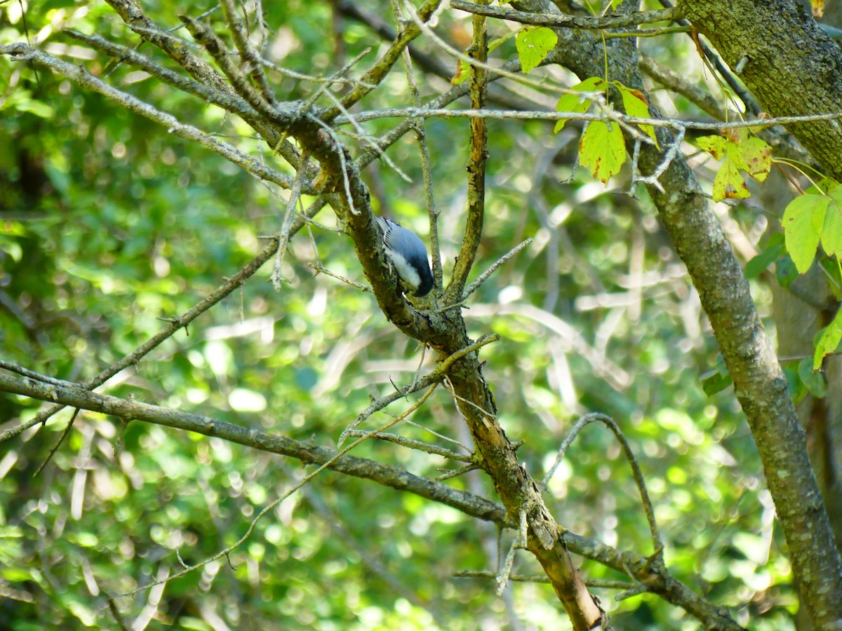 White-breasted Nuthatch - ML625282301